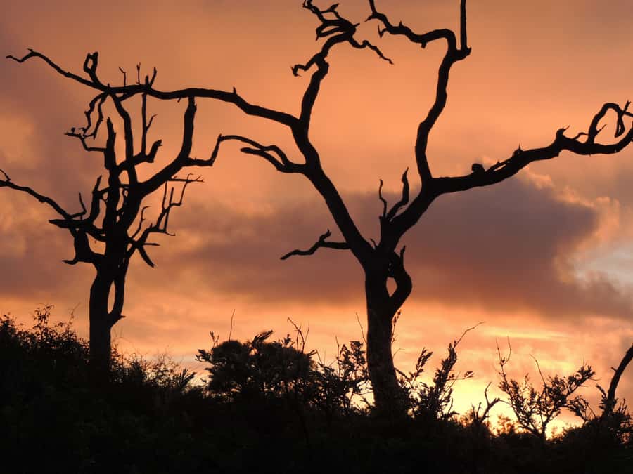 Marloth Park: Kruger National Park Safari Game Drives - Before sunrise in Marloth Park