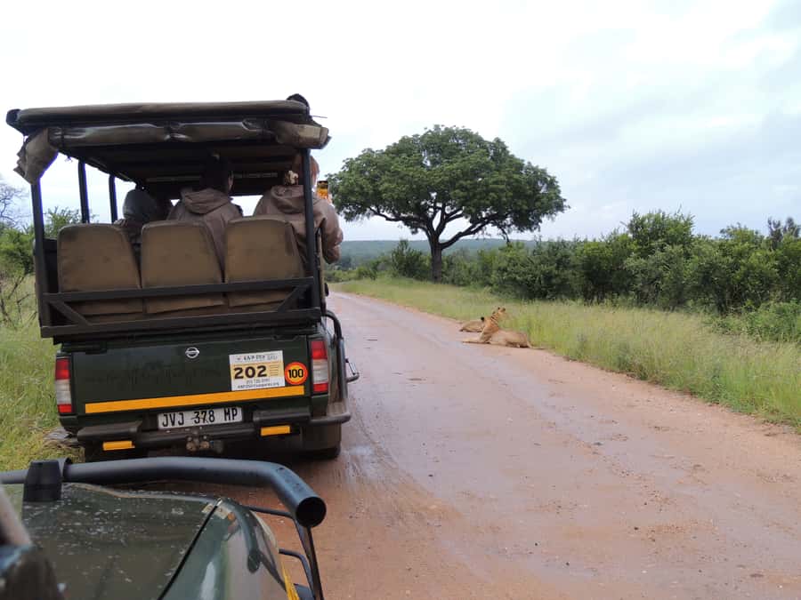 Marloth Park: Kruger National Park Safari Game Drives - Water, hippos, crocodiles, and the smaller details