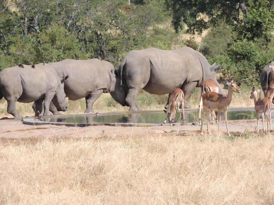 Marloth Park: Kruger National Park Safari Game Drives - Who should book this Kruger drive?