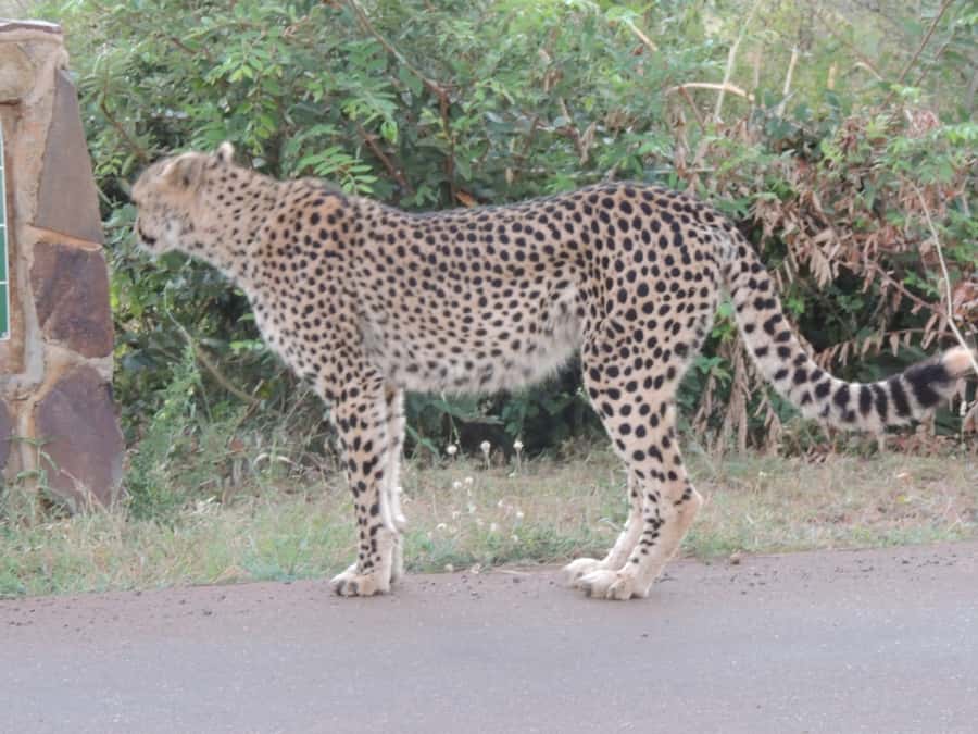 Marloth Park: Kruger National Park Safari Game Drives - Crossing into Kruger at Crocodile Bridge