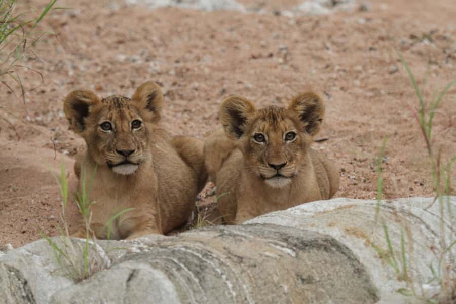 Moholoholo Rehabilitation Centre - Why Moholoholo feels different from a normal animal attraction