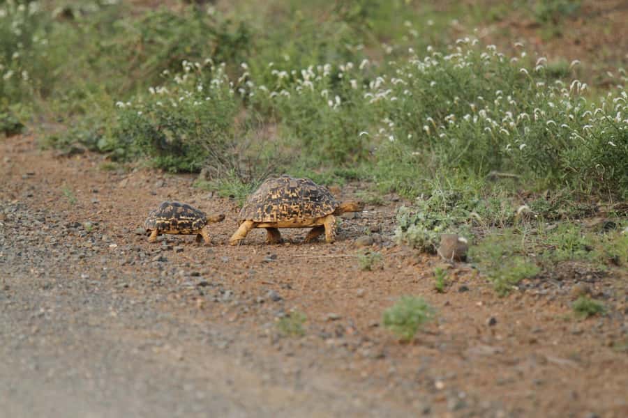 Moholoholo Rehabilitation Centre - Starting from Hoedspruit with Matumi Destinations