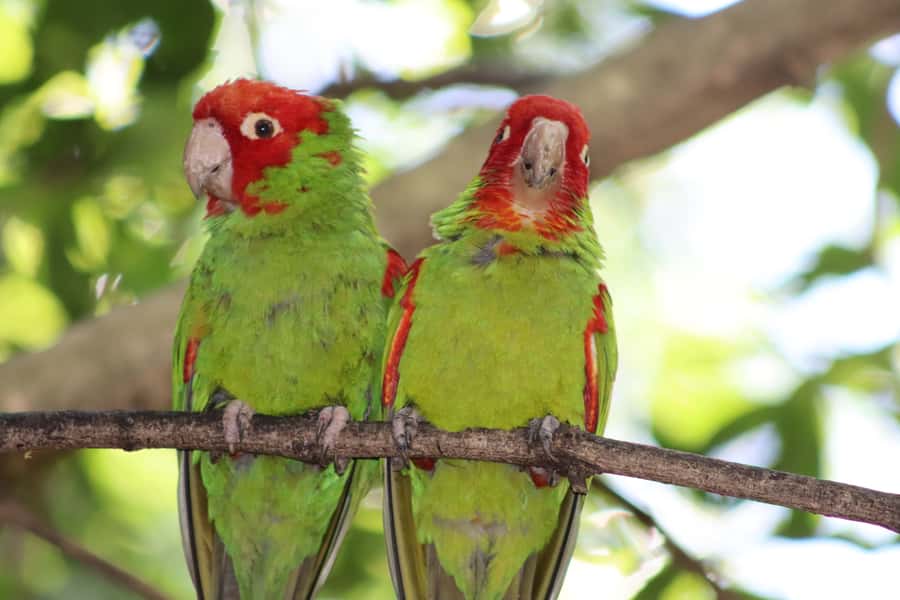 Monkeyland, Birds of Eden, Jukani - Animal Sanctuaries - Choosing between one, two, or three sanctuaries