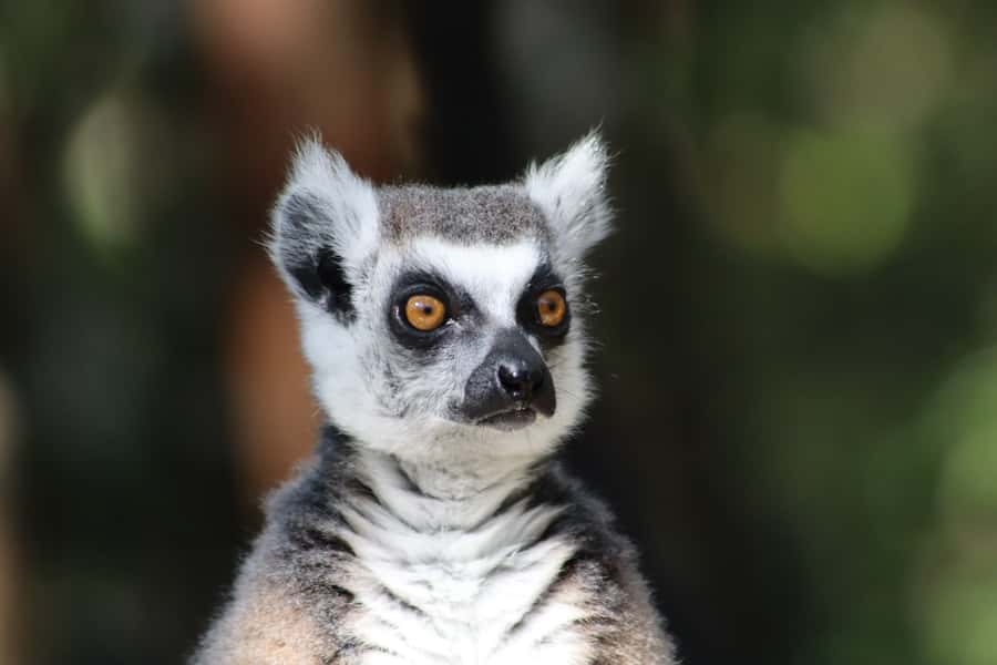 Monkeyland, Birds of Eden, Jukani - Animal Sanctuaries - How the three experiences fit together