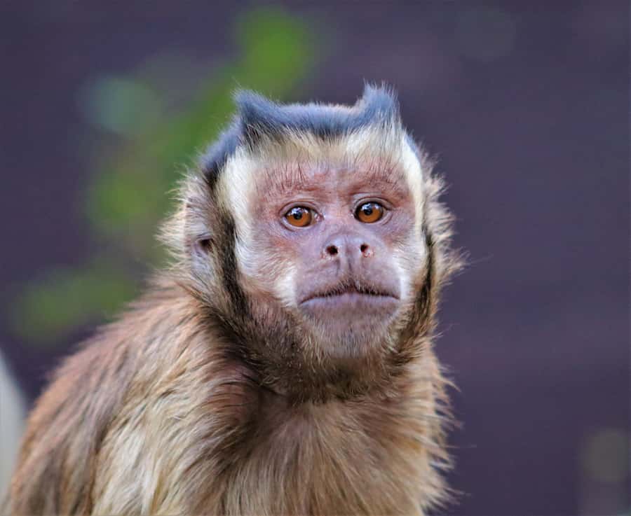 Monkeyland, Birds of Eden, Jukani - Animal Sanctuaries - Guides, languages, and practical comfort