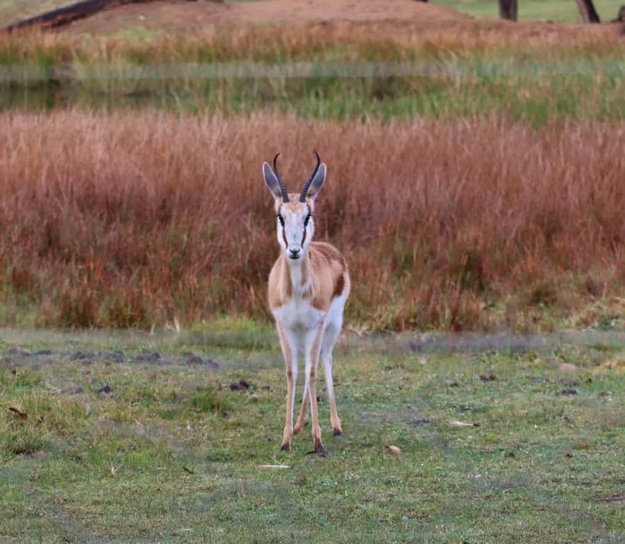 Monkeyland, Birds of Eden, Jukani - Animal Sanctuaries - Cancellation and booking flexibility