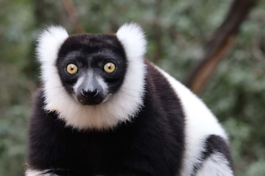 Monkeyland, Birds of Eden, Jukani - Animal Sanctuaries - Is this animal sanctuary experience worth booking?