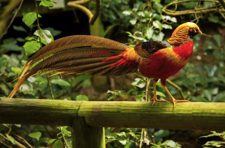 Monkeyland, Birds of Eden, Jukani - Animal Sanctuaries - Birds of Eden and its 3.2-hectare flight space