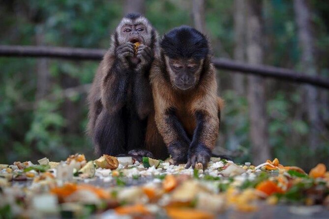 Monkeyland Guided Tour in Plettenberg Bay - Why the 30-acre setting matters