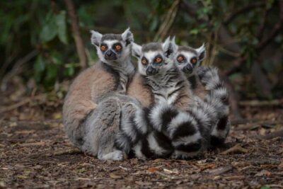 Monkeyland Guided Tour in Plettenberg Bay