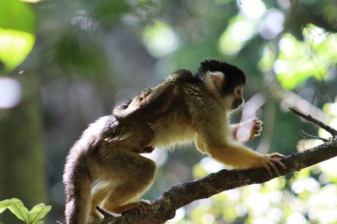 Monkeyland Guided Tour in Plettenberg Bay - The animals you may see