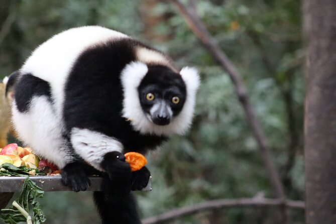 Monkeyland Guided Tour in Plettenberg Bay - A sanctuary visit with an educational purpose
