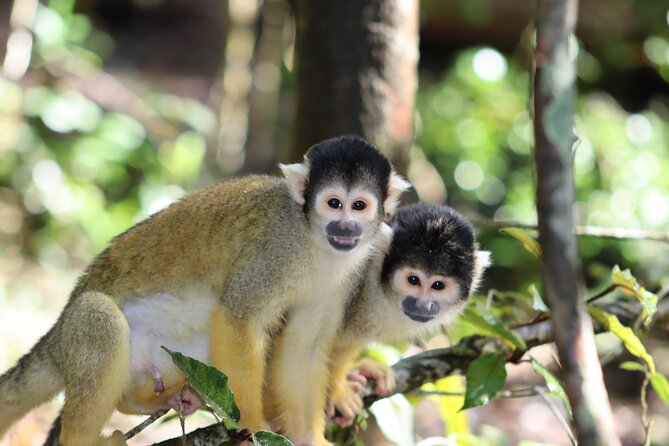Monkeyland Guided Tour in Plettenberg Bay - Timing your visit