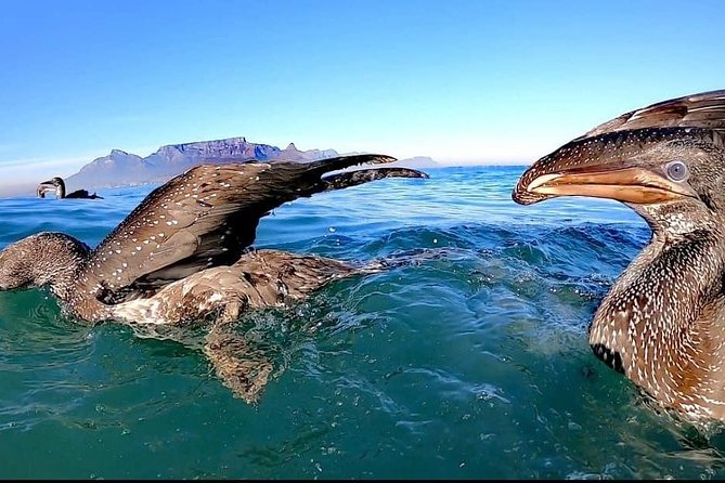 Ocean Safari - Looking for Seals, Dolphins, and Whales