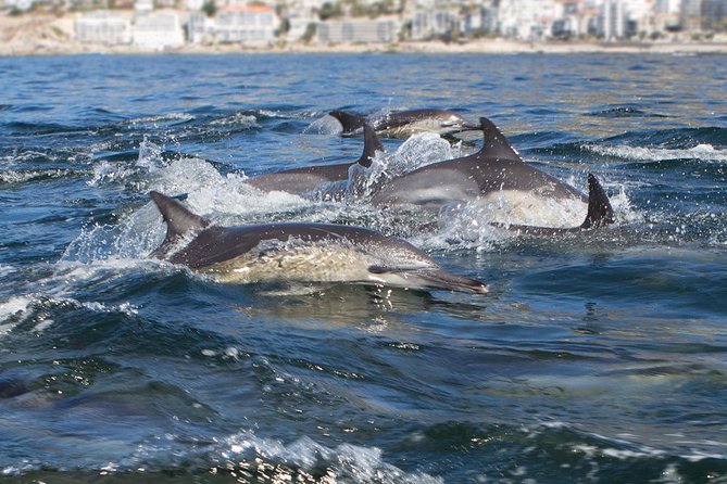 Ocean Wildlife Encounter in Cape Town - Leaving Oceana Power Boat Club in Green Point