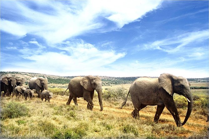 One-Way Hop-on Hop-off Bus from Cape Town to Port Elizabeth - Hermanus: plan around whale season