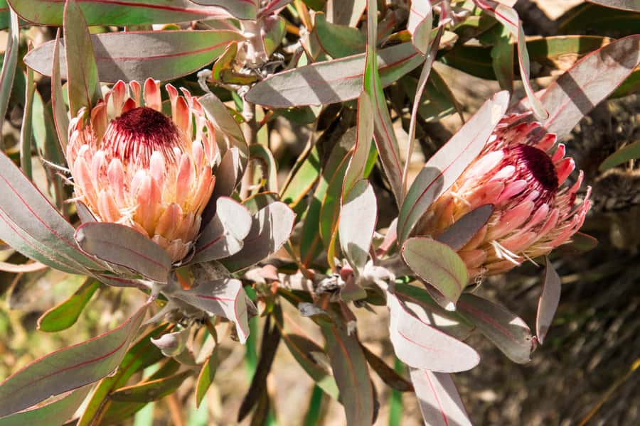 Oudtshoorn: Half-Day Swartberg Pass Private Guided Tour - Key points at a glance