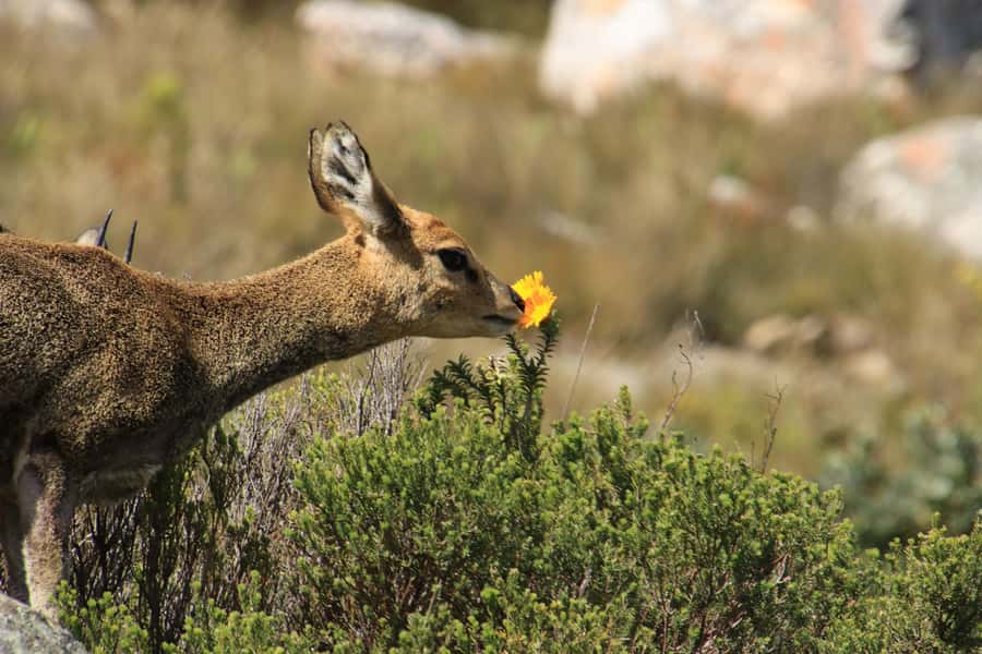 Oudtshoorn: Half-Day Swartberg Pass Private Guided Tour - The sandstone story beneath the scenery