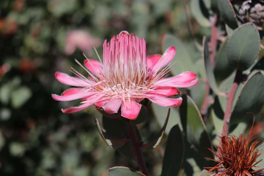 Oudtshoorn: Half-Day Swartberg Pass Private Guided Tour - Fynbos, proteas, and mountain birdlife