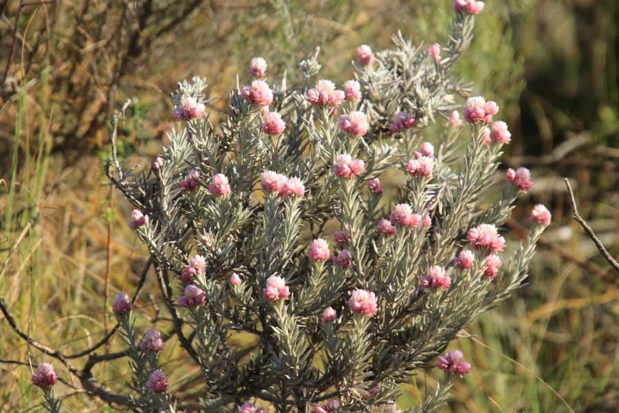 Oudtshoorn: Half-Day Swartberg Pass Private Guided Tour - Descending toward Tee Berg