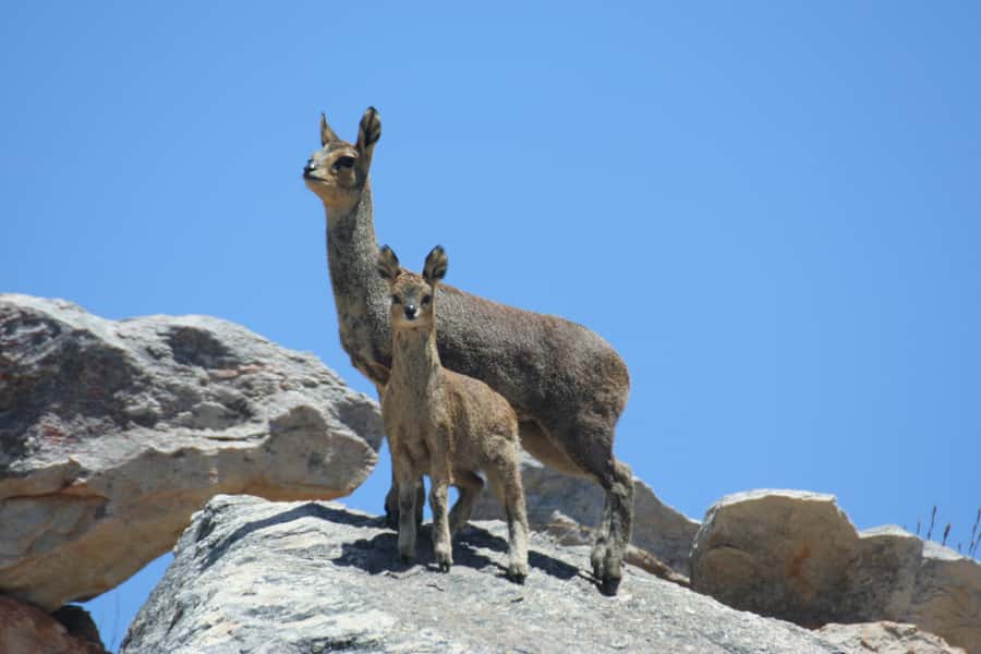Oudtshoorn: Half-Day Swartberg Pass Private Guided Tour - What the $164 price gets you