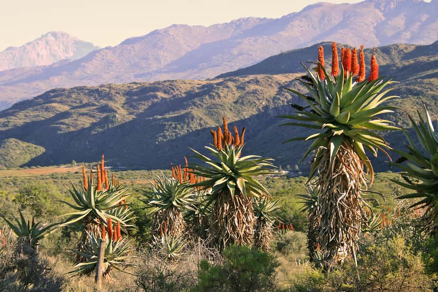 Oudtshoorn: Half-Day Swartberg Pass Private Guided Tour - Climbing Thomas Bain’s 1888 mountain road