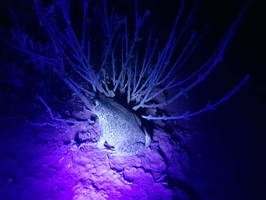 Oudtshoorn: Night Time Nature Walk - Why Oudtshoorn feels different after sunset