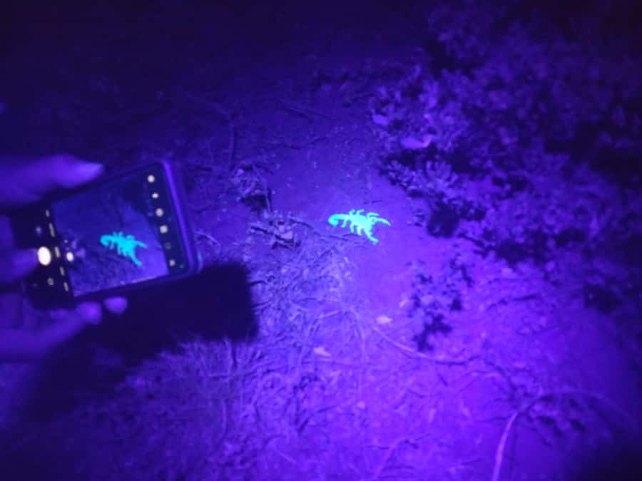 Oudtshoorn: Night Time Nature Walk - The appeal of scorpions, beetles, and creepy crawlies