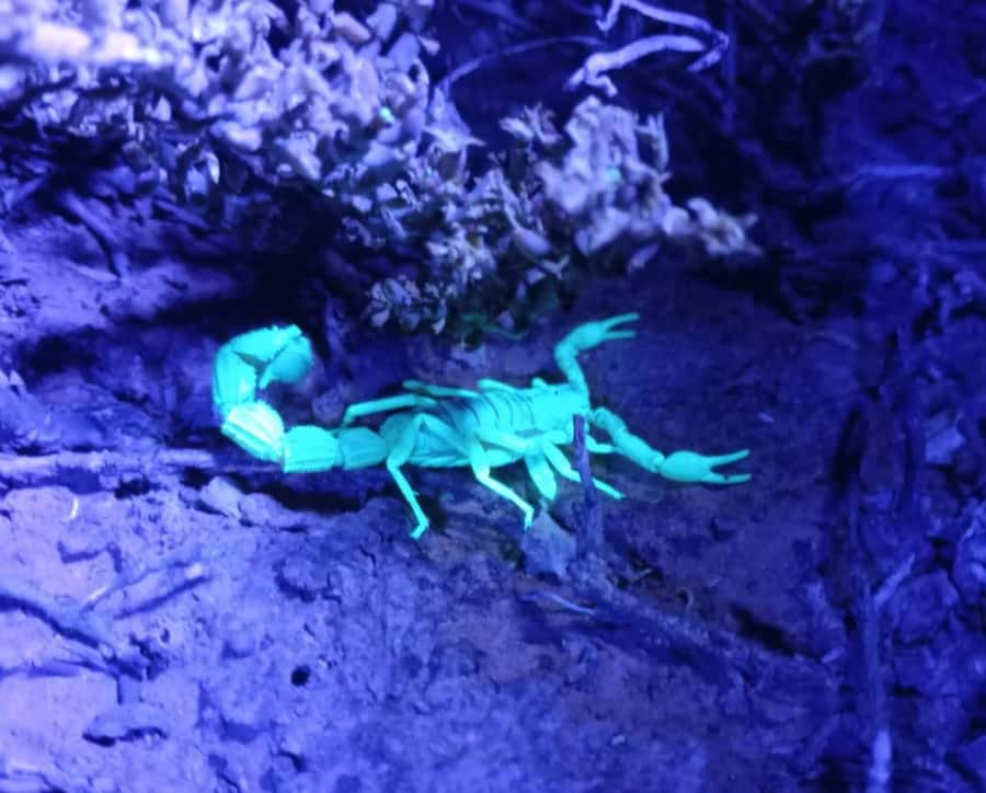 Oudtshoorn: Night Time Nature Walk - Who will enjoy this unusual night walk