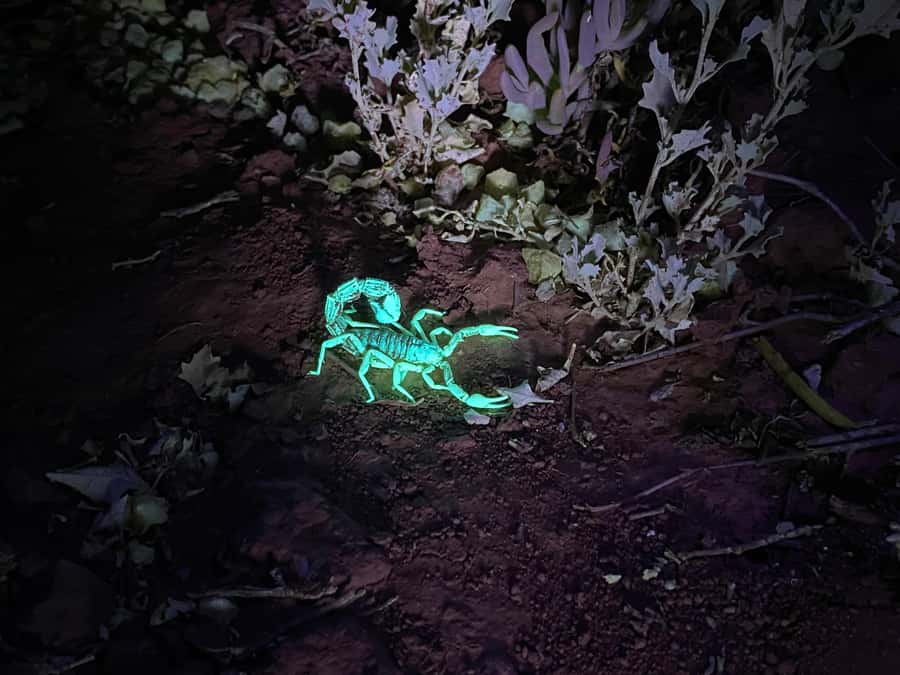 Oudtshoorn: Night Time Nature Walk - What happens during the 90-minute walk