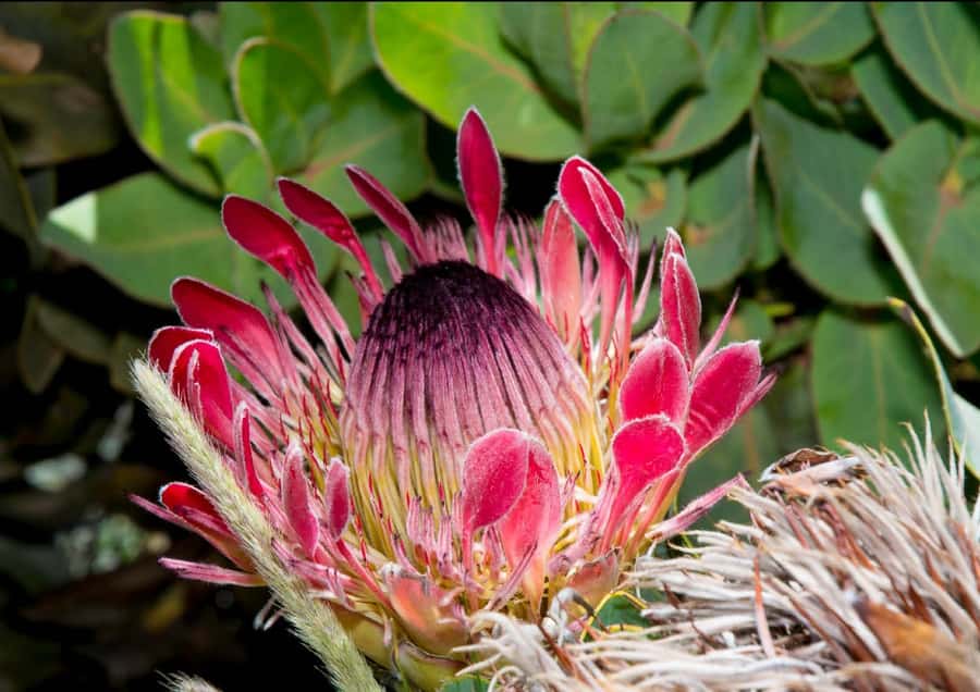 Oudtshoorn: Swartberg Mountain Pass Tour with Country Lunch - A short walk among Karoo plants