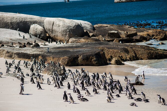 Penguin Encounter Boulders Beach Half Tour Day from Cape Town - Timing, pickup, and group size
