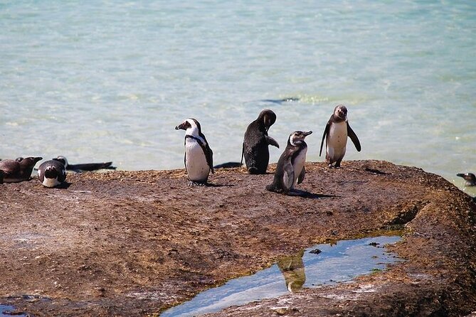 Penguin Encounter Boulders Beach Half Tour Day from Cape Town - Is $36.81 good value?