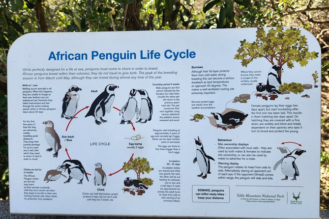 Penguin Encounter Boulders Beach Half Tour Day from Cape Town - Two hours with the penguins at Boulders Beach