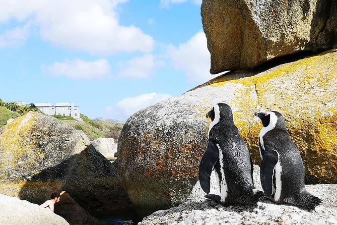 Penguin Time! Private Peninsula Experience. - What a private vehicle changes