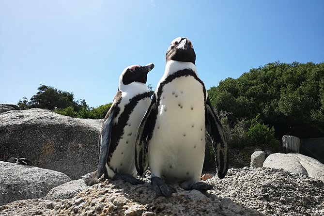 Penguin Time! Private Peninsula Experience. - Timing, crowds, and the guide