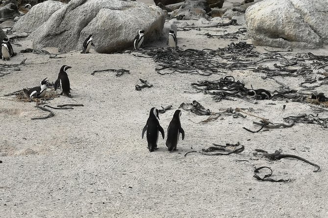 Penguin Time! Private Peninsula Experience. - Who should book this Cape Town outing