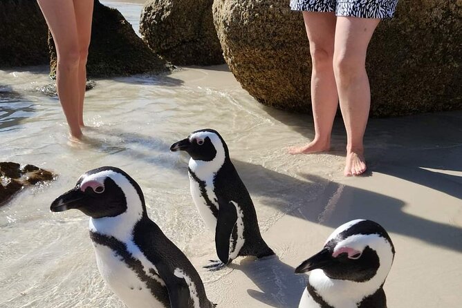 Penguin Watching & Beach Day at Boulder's Beach, Cape Town - Two hours with the African penguins at Boulders Beach