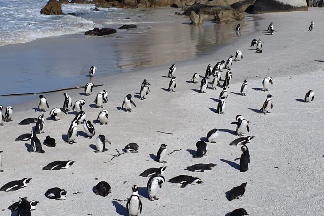 Penguin Watching & Beach Day at Boulder's Beach, Cape Town - What the $37.02 price includes