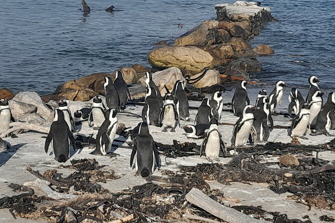 Penguins Boulders Beach and Cape Point Small Group Day Tour - Two hours at Cape Point