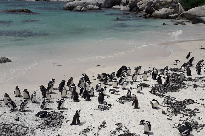 Penguins Cape of Good Hope, Cape Point Private Tour - Why this private Cape Town day works well