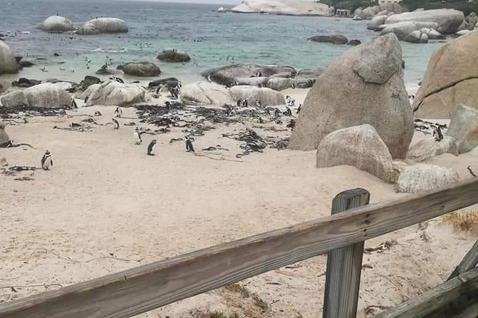 Penguins Viewing, Cape of Goodhope and Winelands Region - What past service suggests about the guiding style