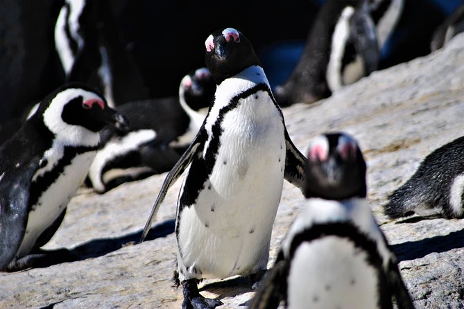 Peninsula Tour - Three hours inside Cape Point Nature Reserve