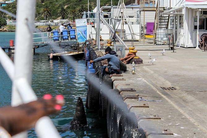 Peninsula Tour Cape Town - Hout Bay: fish, harbor life, and the optional seal boat
