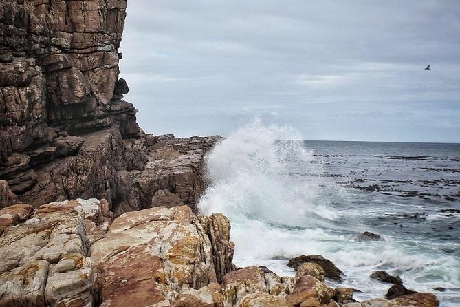 Peninsula Tour Cape Town - Boulders Beach and the African penguins