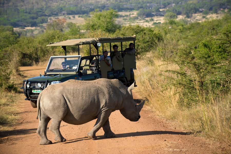 Pilanesberg: 2 Day 3-Star Pilanesberg Safari - Who should choose this safari?
