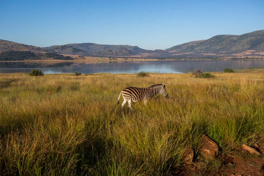 Pilanesberg: 2 Day 3-Star Pilanesberg Safari - Animals, guides, and the quality of the drives