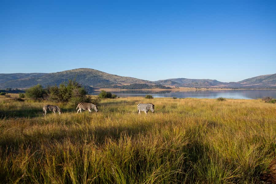 Pilanesberg: 2 Day 3-Star Pilanesberg Safari - Practical advice before you book