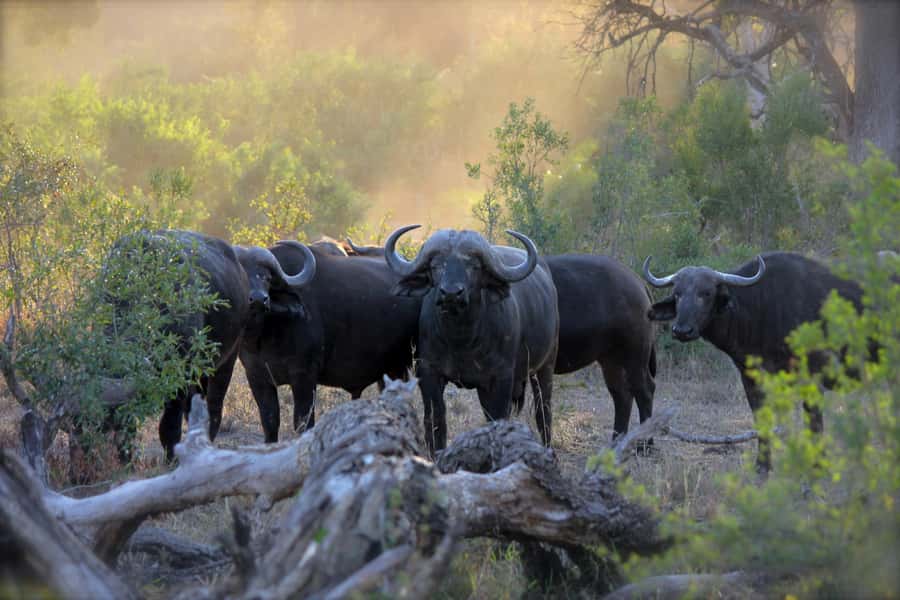 Pilanesberg: Full-Day Safari Adventure from Johannesburg - Key points to know before booking