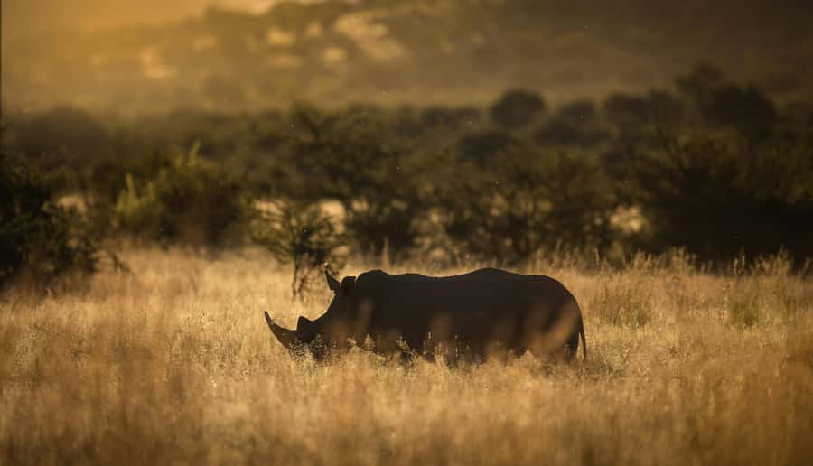 Pilanesberg: Full-Day Safari Adventure from Johannesburg - Leaving Johannesburg for the Pilanesberg bushveld
